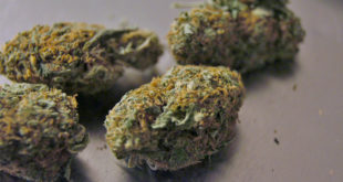 Cannabis Alaska